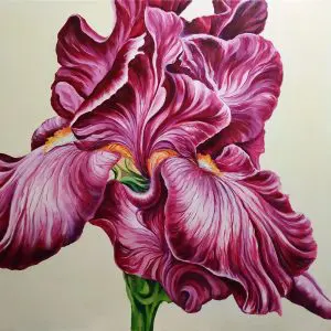 картина бордовый ирис